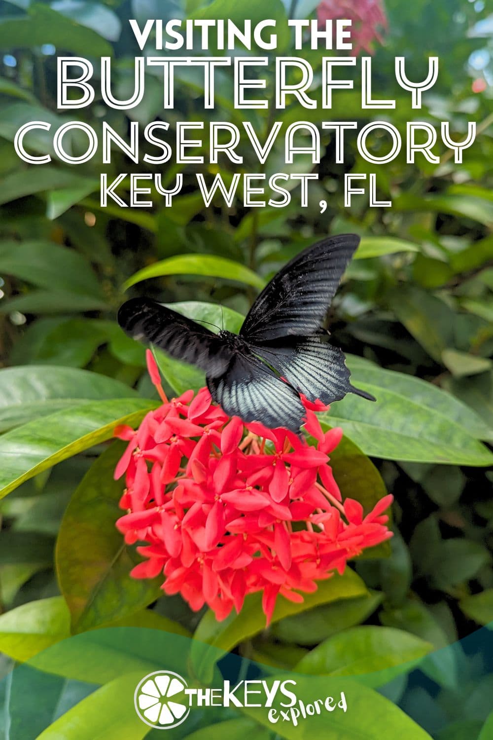 Indoor Butterfly Conservatory boosts ecotourism, education in Key West