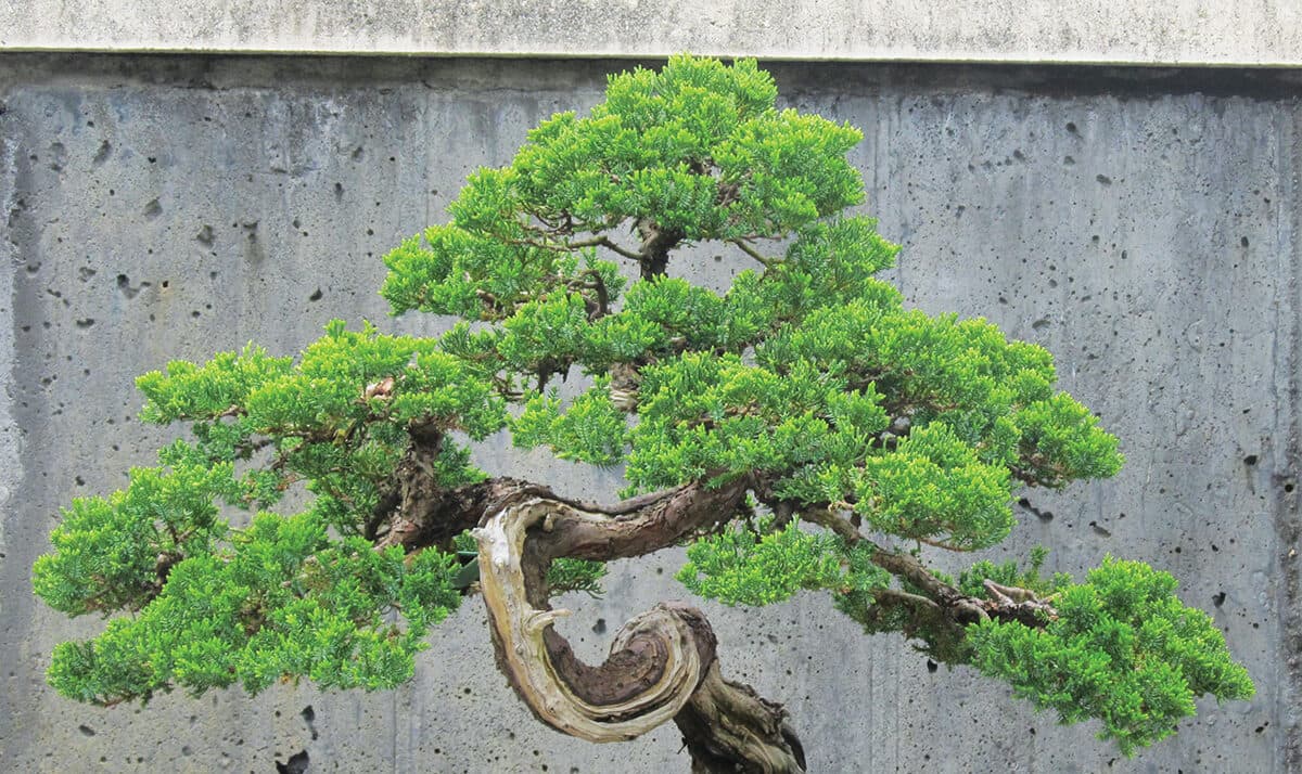 North Carolina Arboretum hosts Arthur Joura bonsai talk and tour