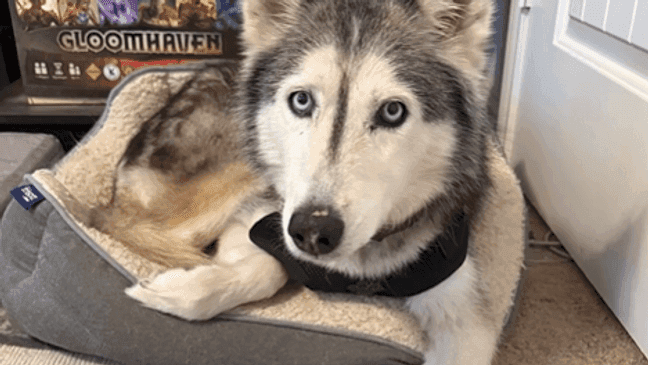 Hernando County dog reunited with owner after 12-year disappearance