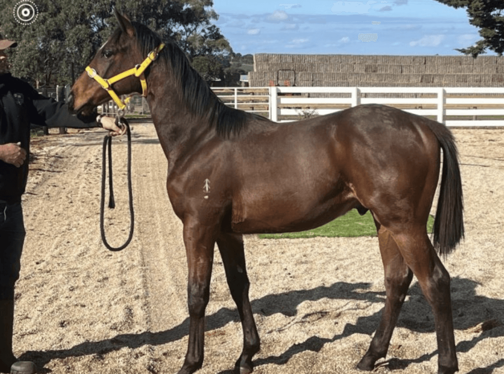 Zoustar Filly Tops Magic Millions Perth Day 1 at $525,000 as Market Rises