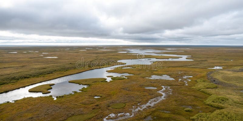 North Slope study tracks whimbrel decline across the Arctic
