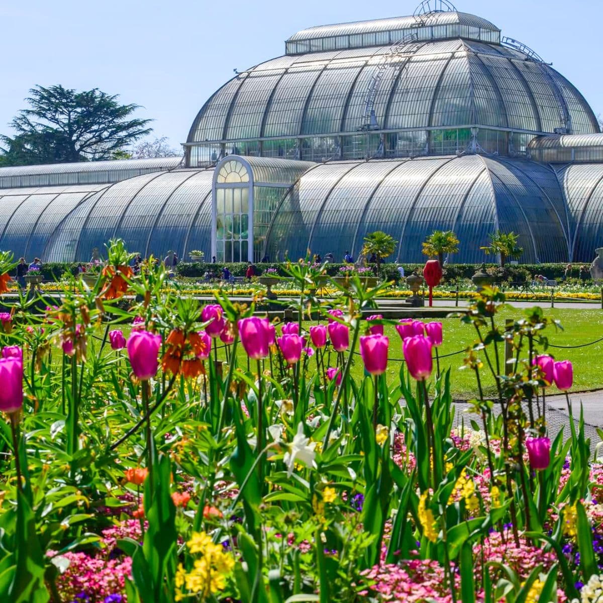 Study warns 21.2% of flowering plant evolutionary history faces extinction risk