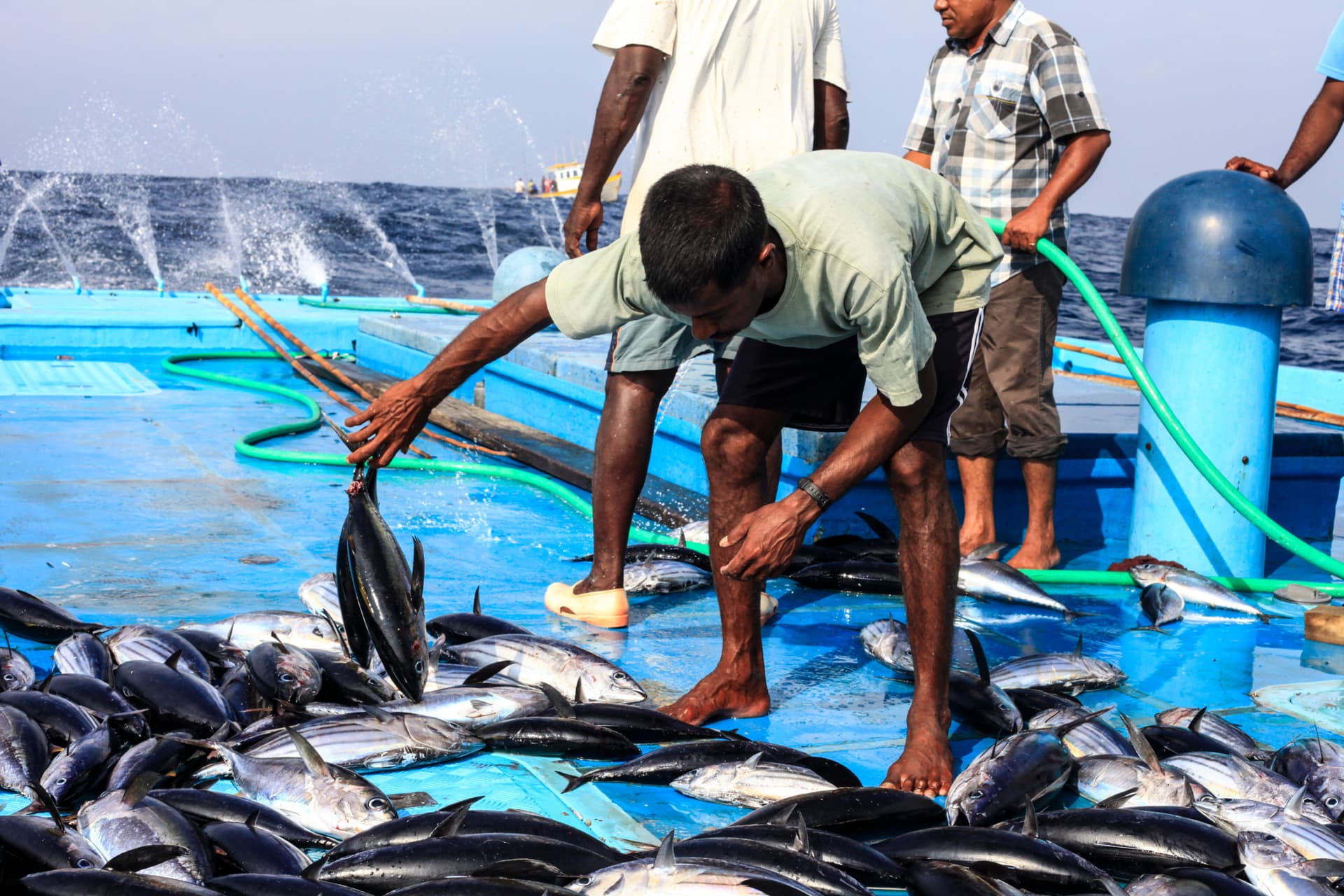 UK suspends tuna tariffs to cut prices and aid Maldives fishermen