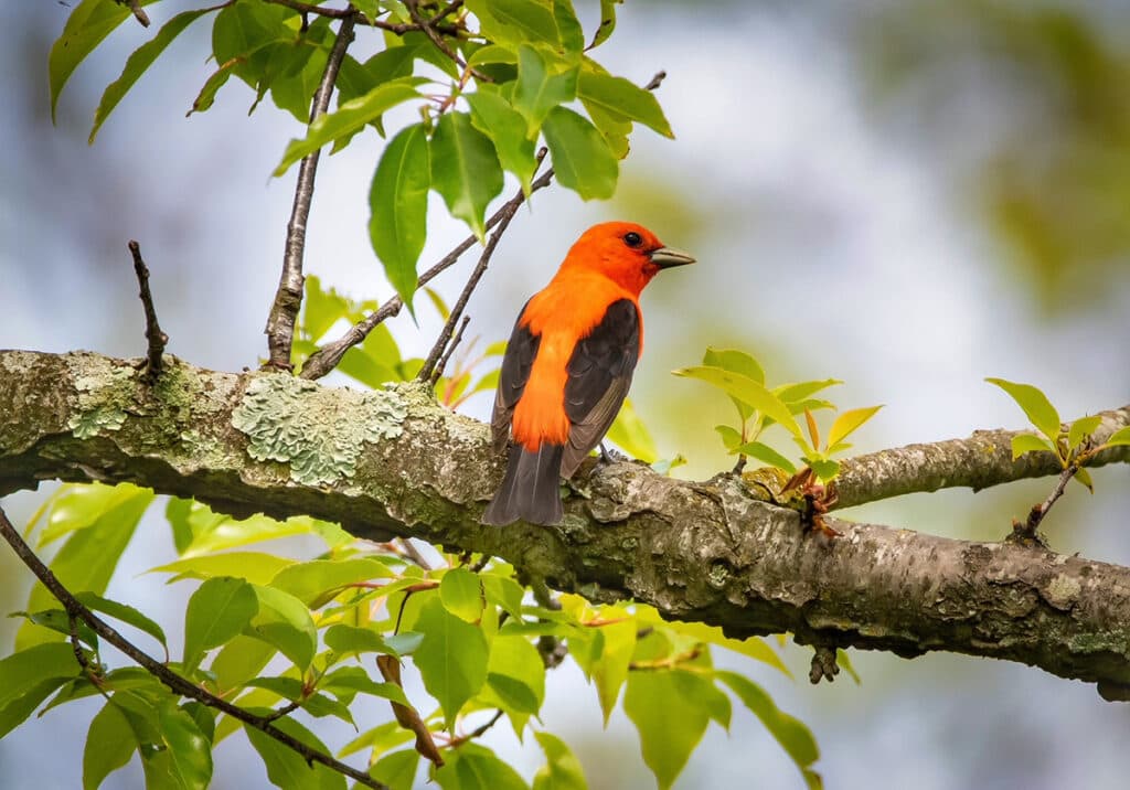 Seven Suffolk County Parks Perfect for Spring Outdoor Adventures