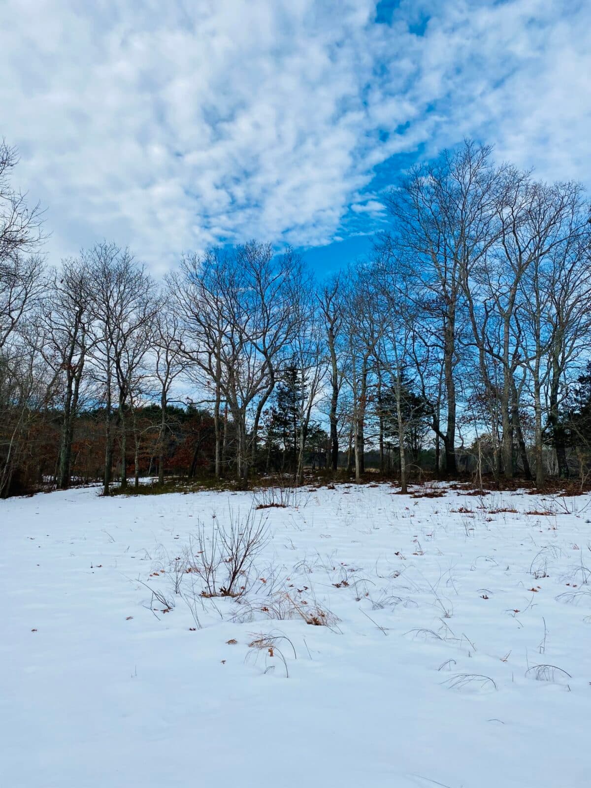 Top Winter Hikes, Birdwatching and Shoreline Walks in Suffolk County Parks