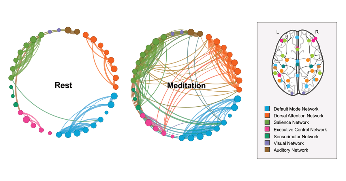 UC San Diego twin study finds meditation rapidly reshapes brain, blood, heart dynamics