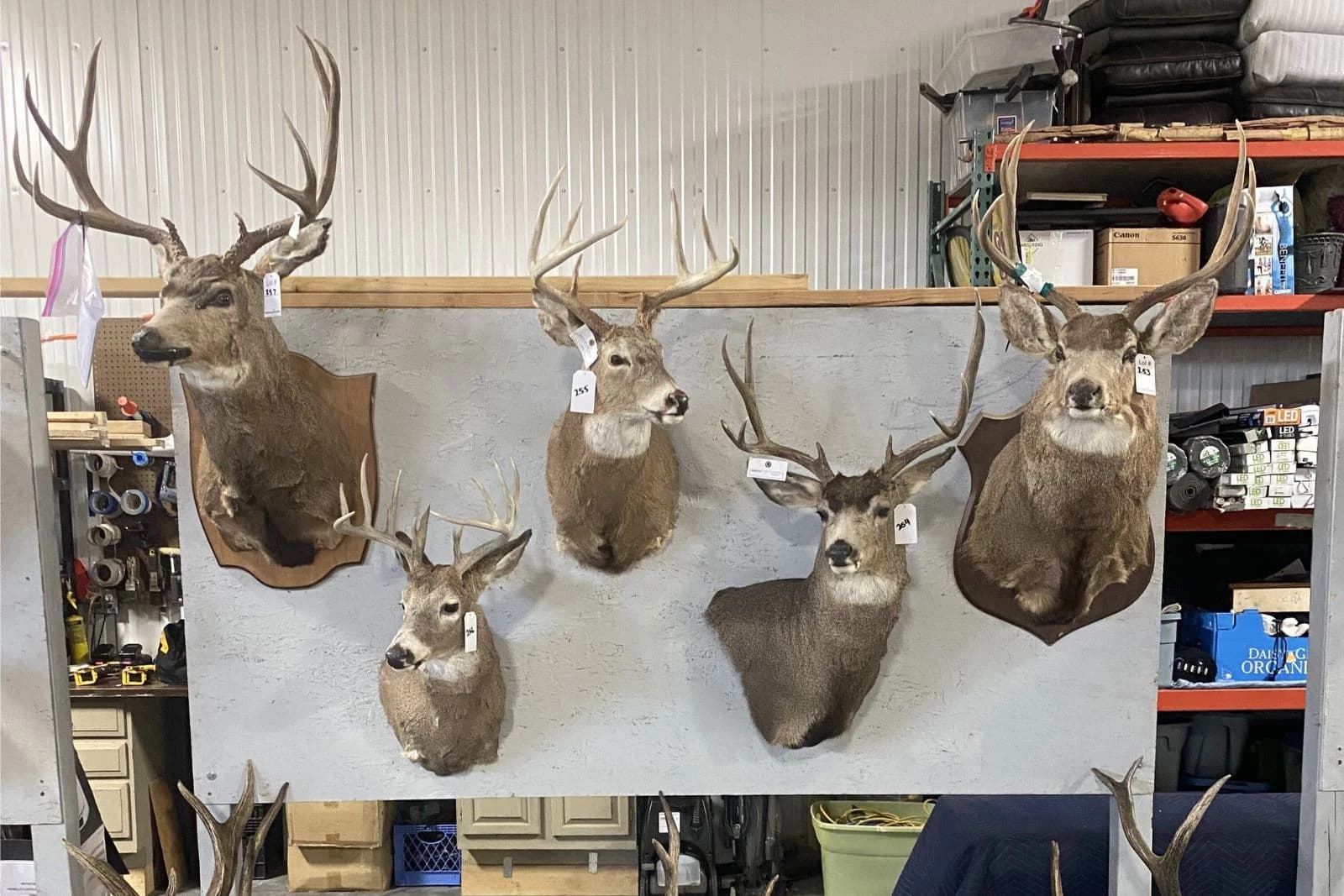 Montana wildlife auction in Billings to sell antlers, mounts and specimens