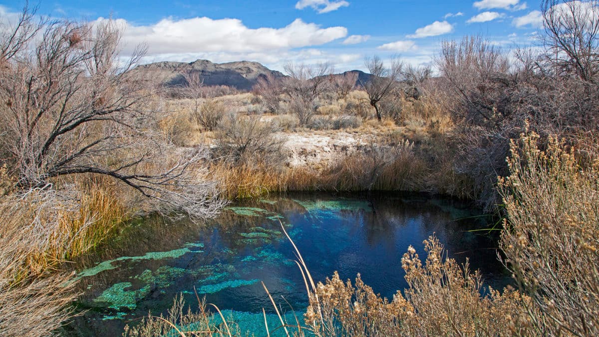 Ash Meadows refuge showcases rare species and desert oasis history