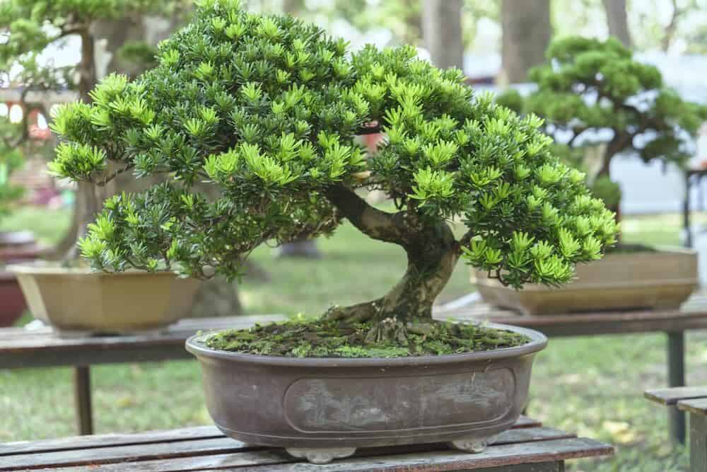 Triangle Bonsai Society Expo brings live demos and public voting to Duke Gardens