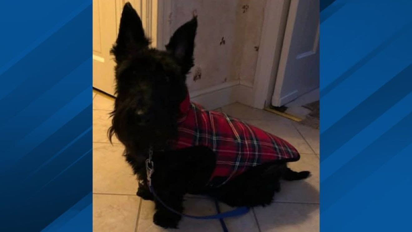 Fall River Family Reunited With Stolen Scottish Terrier Jazz After Neighborhood Find