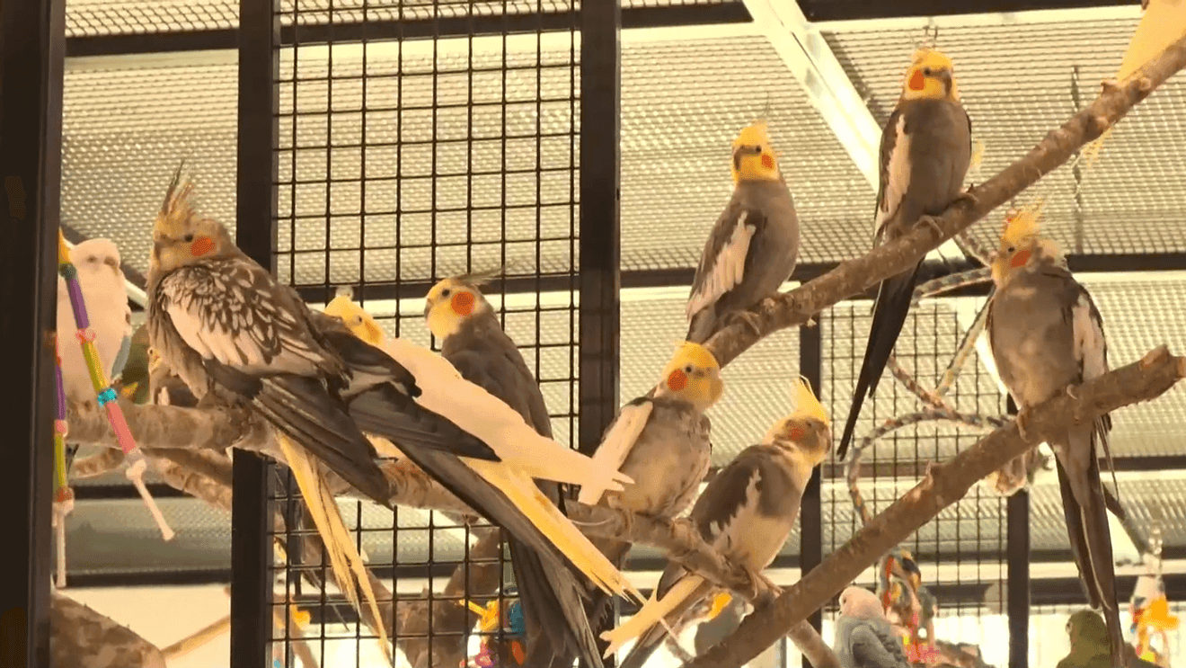 Foster Parrots Sanctuary Reopens Five Years After Fire Killed 100 Birds