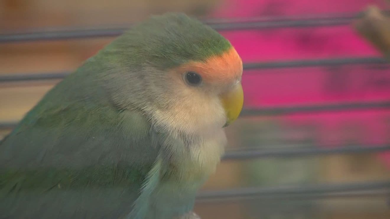 Rhode Island Parrot Rescue takes in 71 birds after New Hampshire seizure