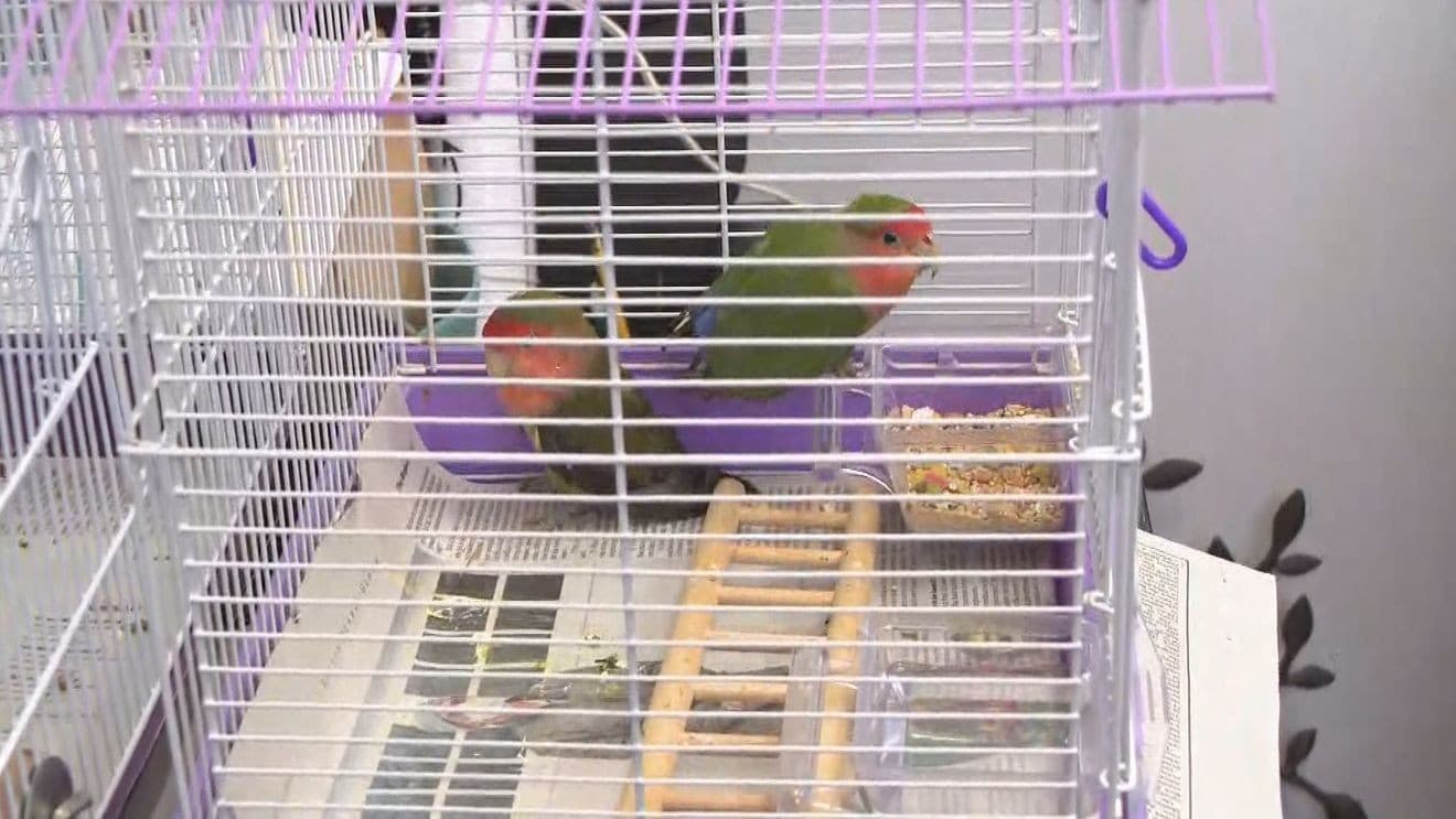 Rhode Island Parrot Rescue saves 71 parrots from unsafe New Hampshire barn