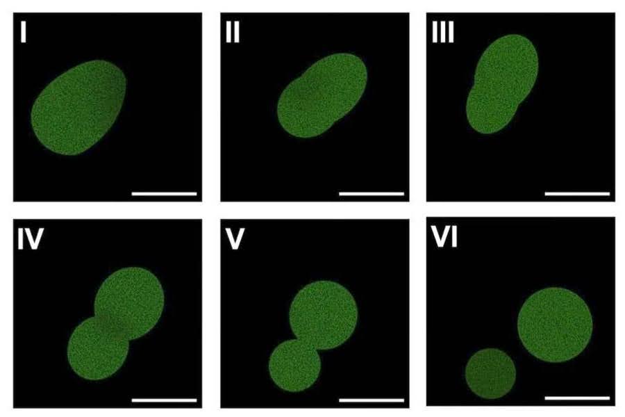 University of Minnesota scientists create synthetic cell with full life cycle