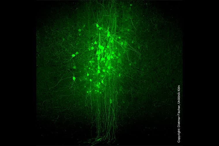Gene therapy rewires motor cortex, restores walking after spinal cord injury