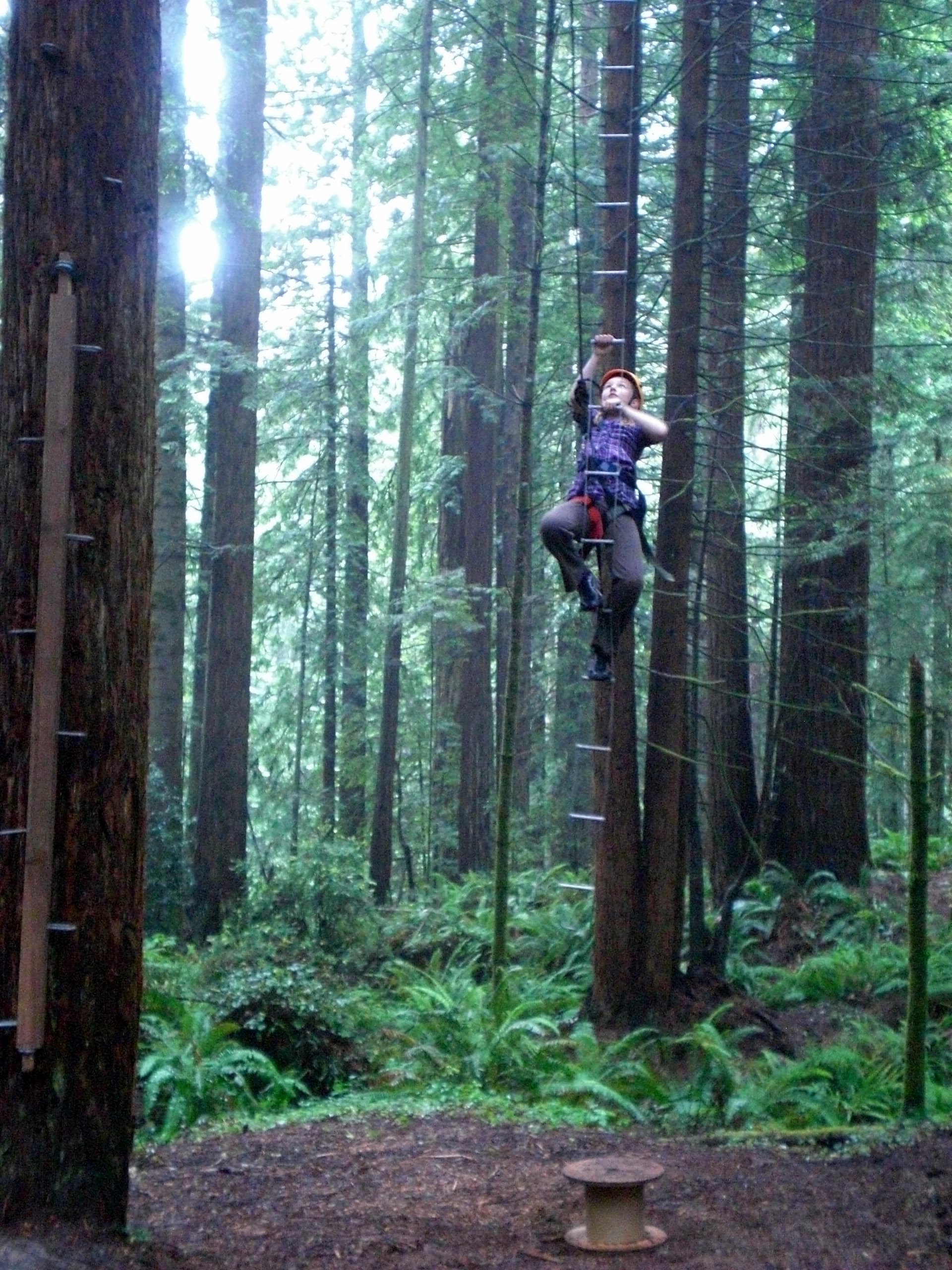Arcata Community Forest balances recreation, habitat and timber revenue