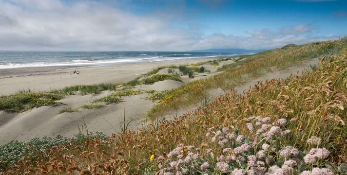 Humboldt Bay refuge protects vital habitat for migratory black brant