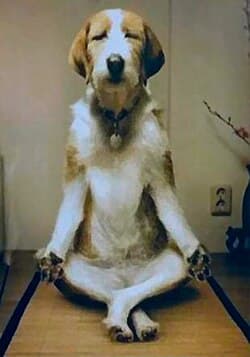 Checklist for Organizers and Shelters Running Safe, Welfare-Focused Dog Yoga Fundraisers