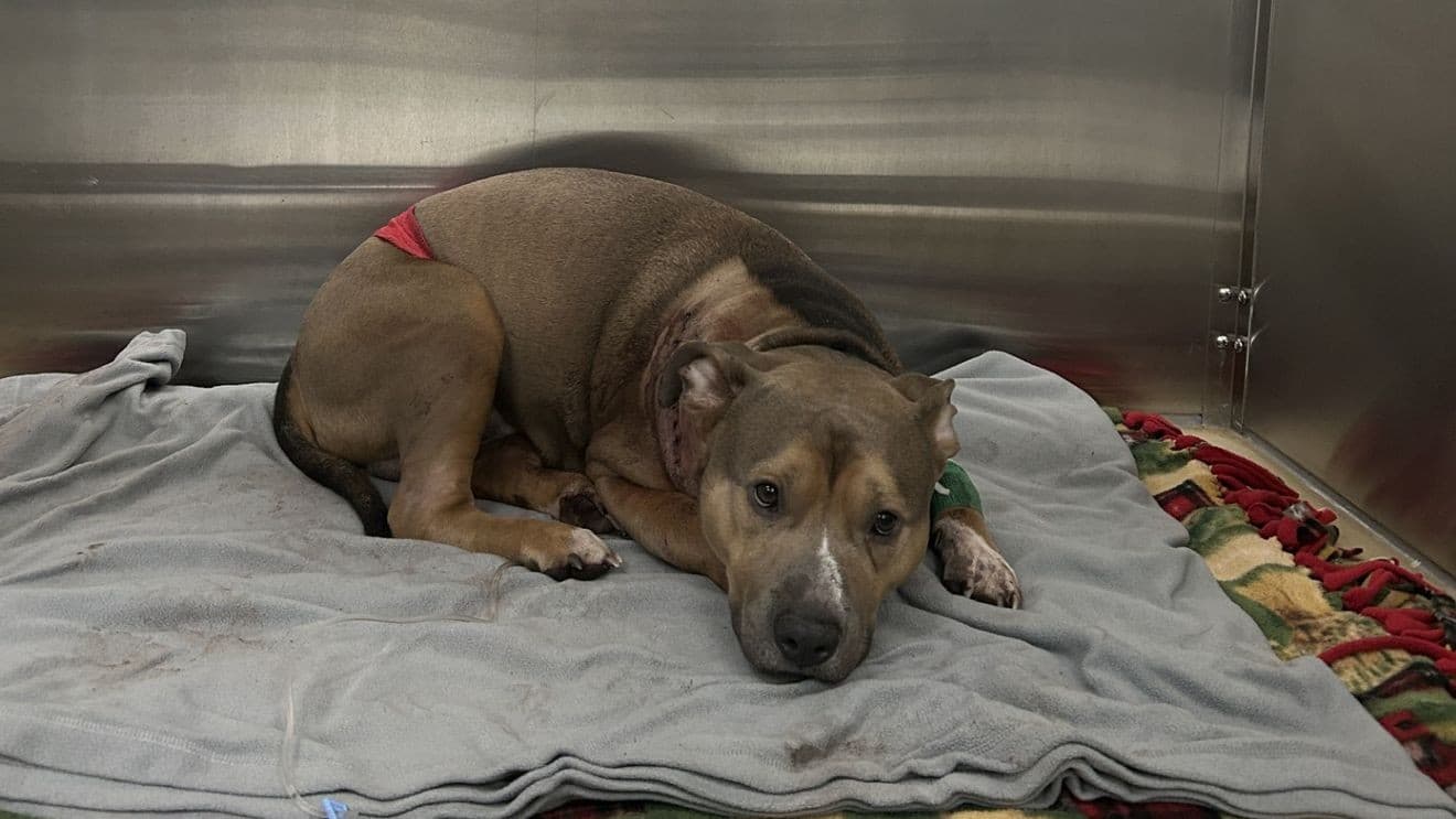 Cherryland Humane Society helps cover Bruno’s emergency surgery costs