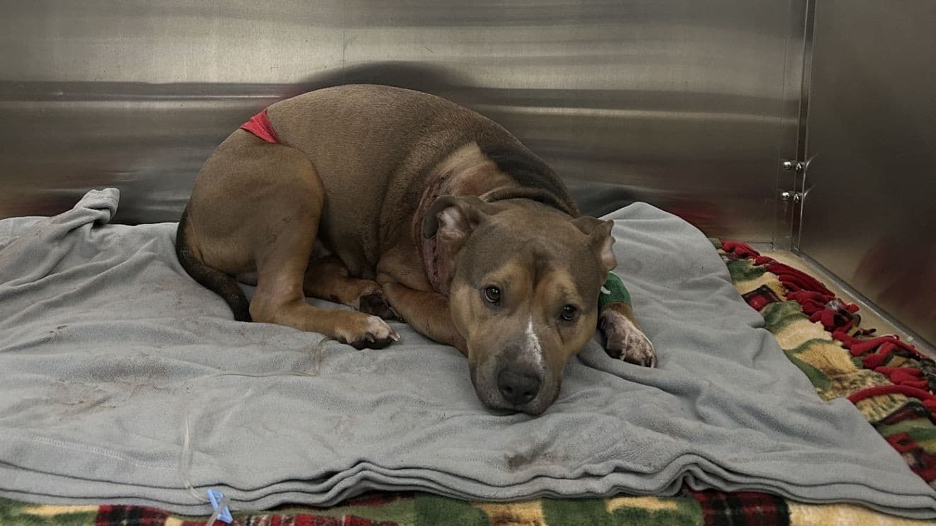 Bruno recovers after Traverse City stabbing, stitches removed in foster home
