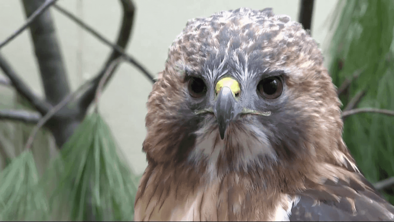 North Sky Raptor Sanctuary Plans Major Expansion at Former Camp Greilick Site