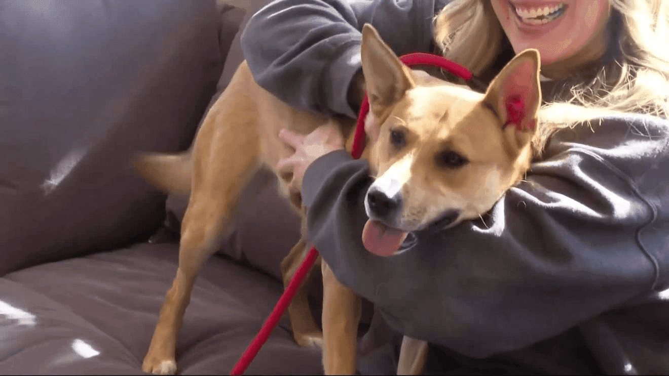 Three-Year-Old Hillary Marks 400-Plus Days at Cherryland Humane Still Awaiting Adoption