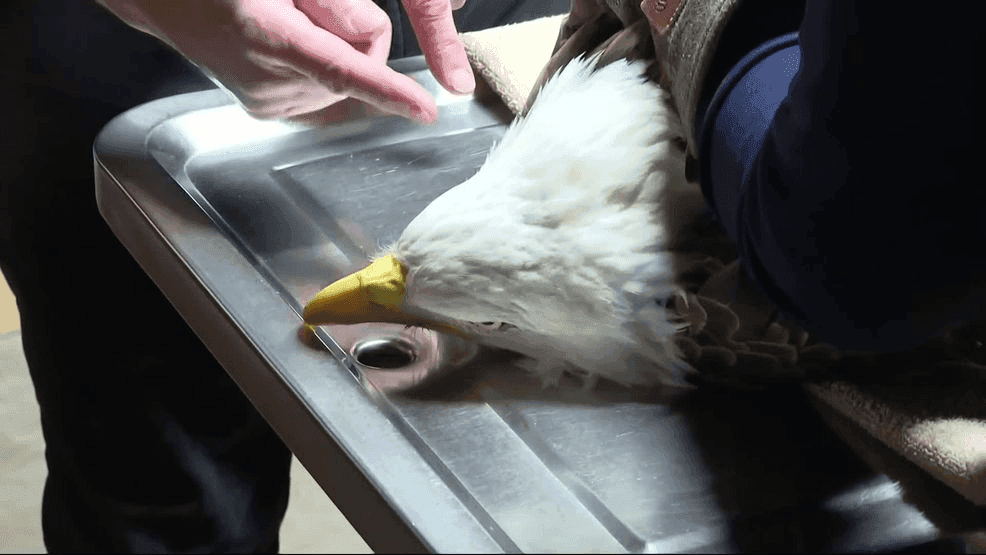 All Bald Eagles Admitted in 2025 Tested Positive for Lead Poisoning