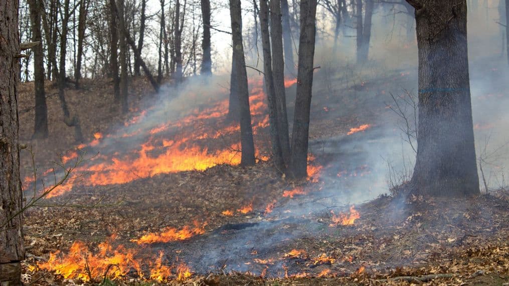 DNR plans 142-acre prescribed burn in Union Township Friday