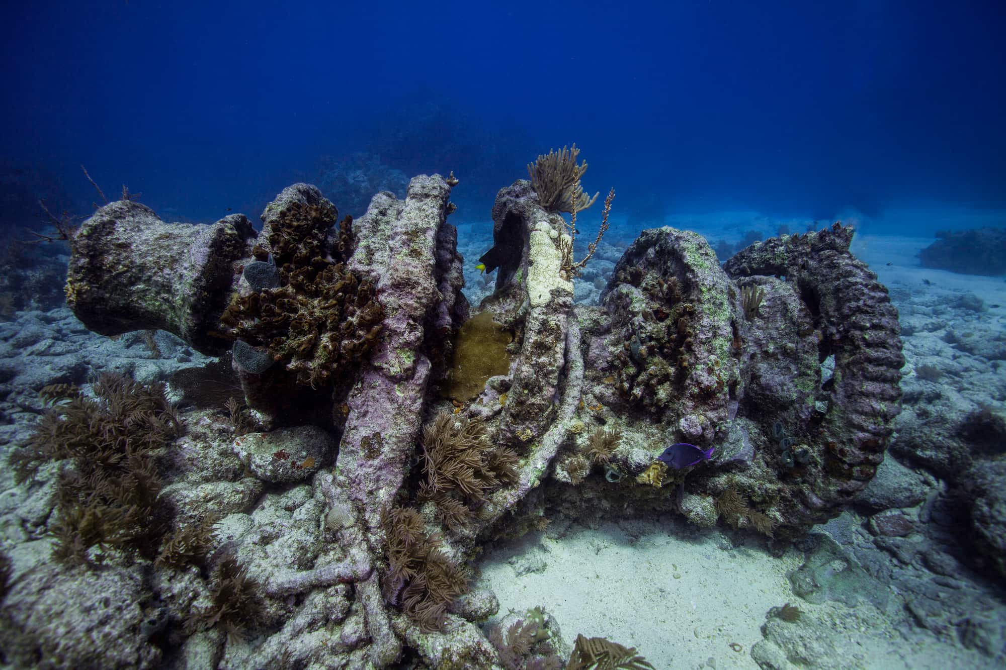 Indian Tourist Dies While Scuba Diving at Molasses Reef Near Key Largo