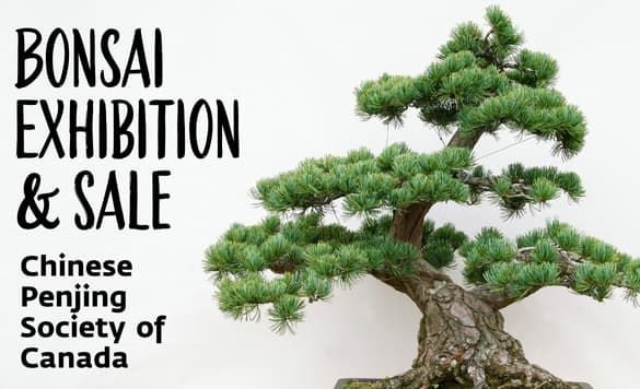 Vancouver bonsai exhibition highlights local artistry and East Asian roots