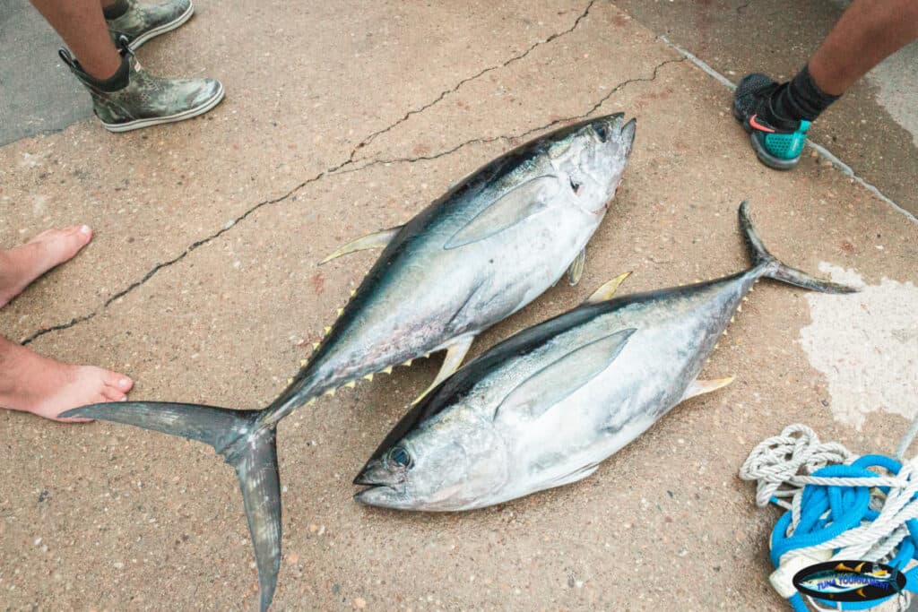 Virginia Beach Tuna Tournament tightens one-day fishing rules for 2026