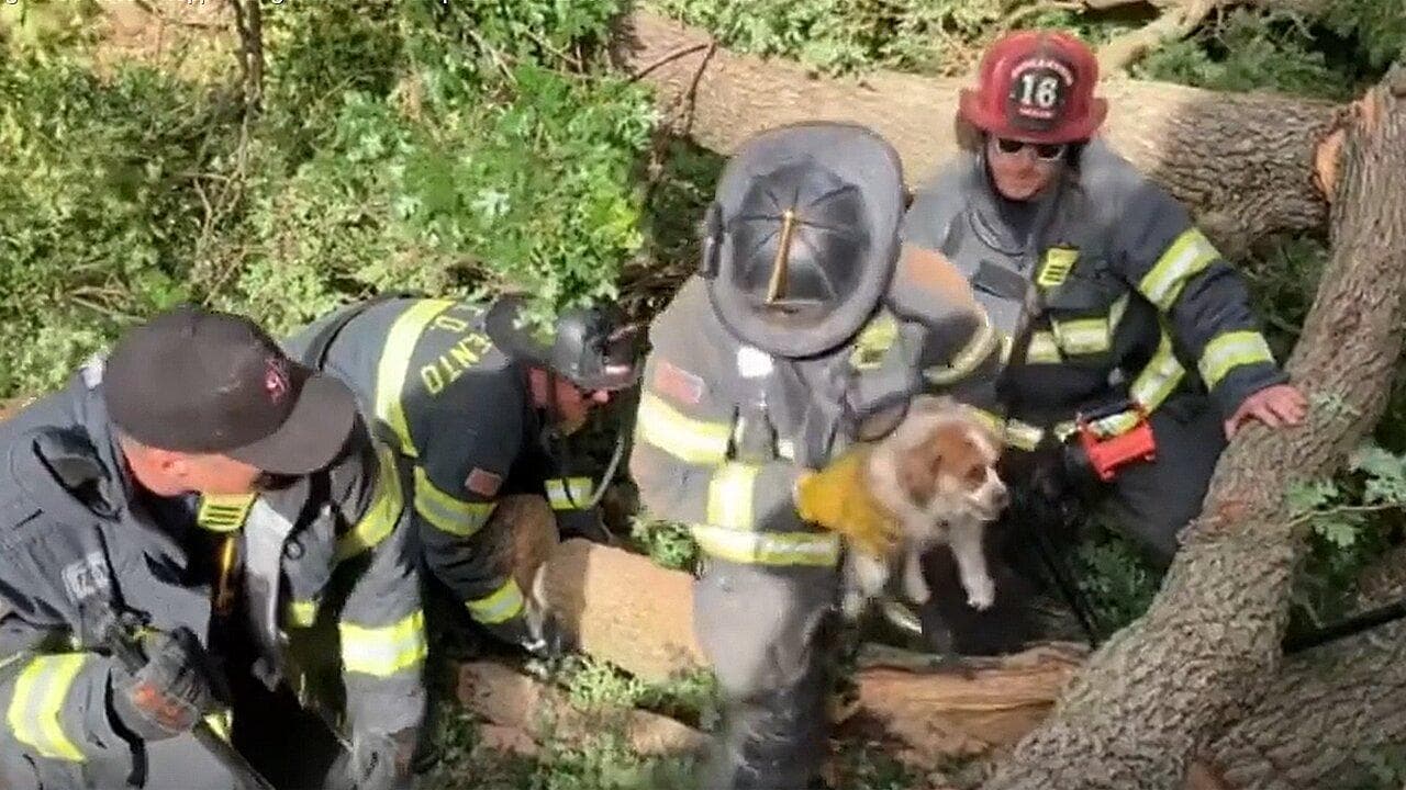 Adams County Deputies Free Trapped Puppy After Oak Tree Crushes Car