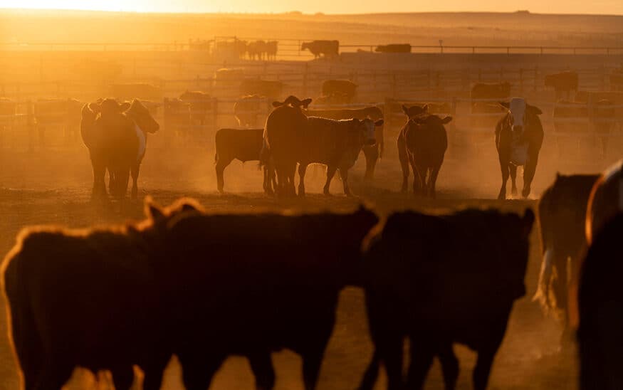 Trump plans beef import boost as cattle herd hits 75-year low