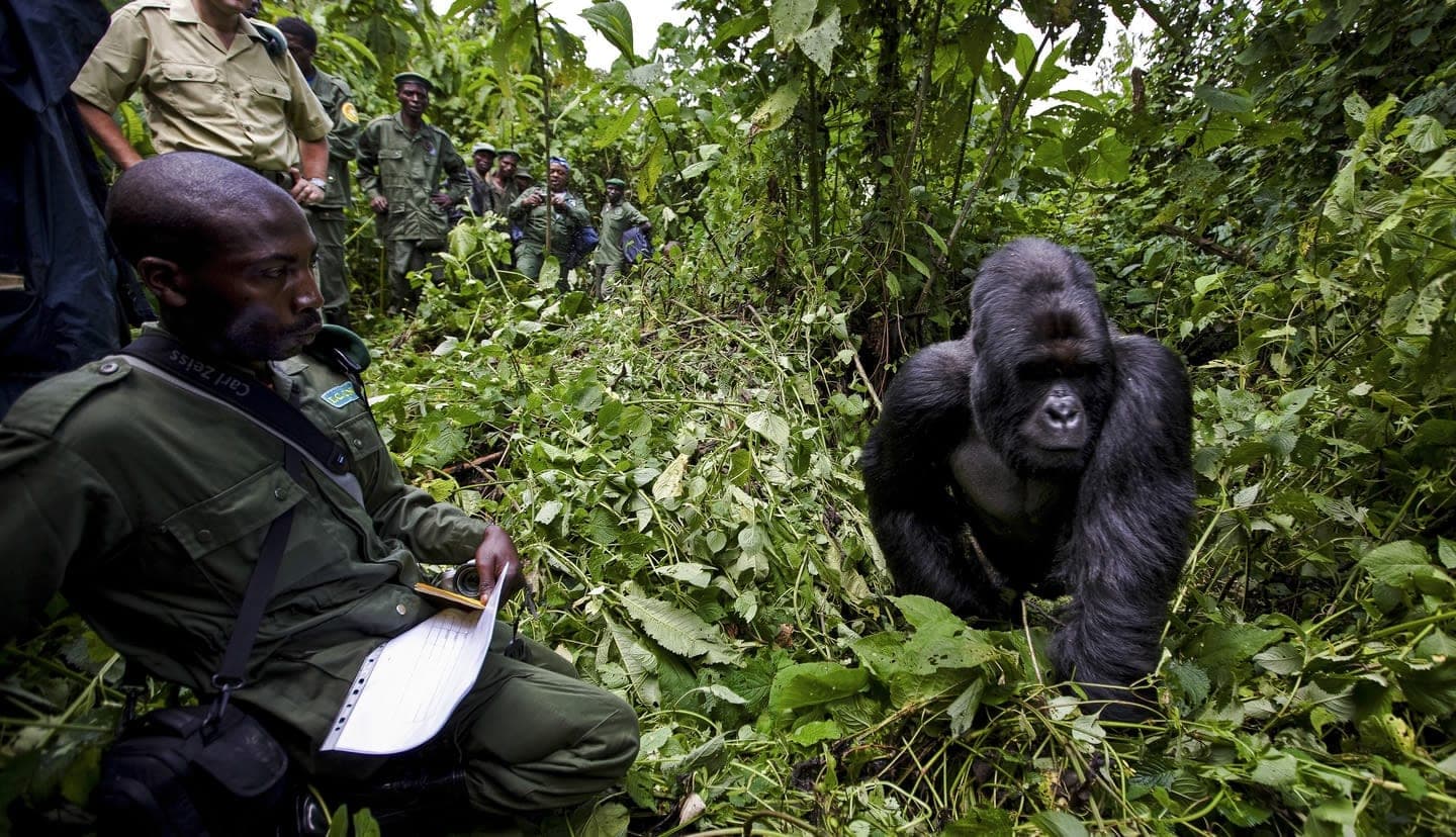 Virunga rangers battle Ebola threat to gorillas and travelers