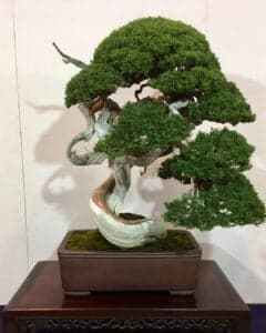 Pittsboro bonsai workshop offers beginners hands-on training with Ken Hallatt