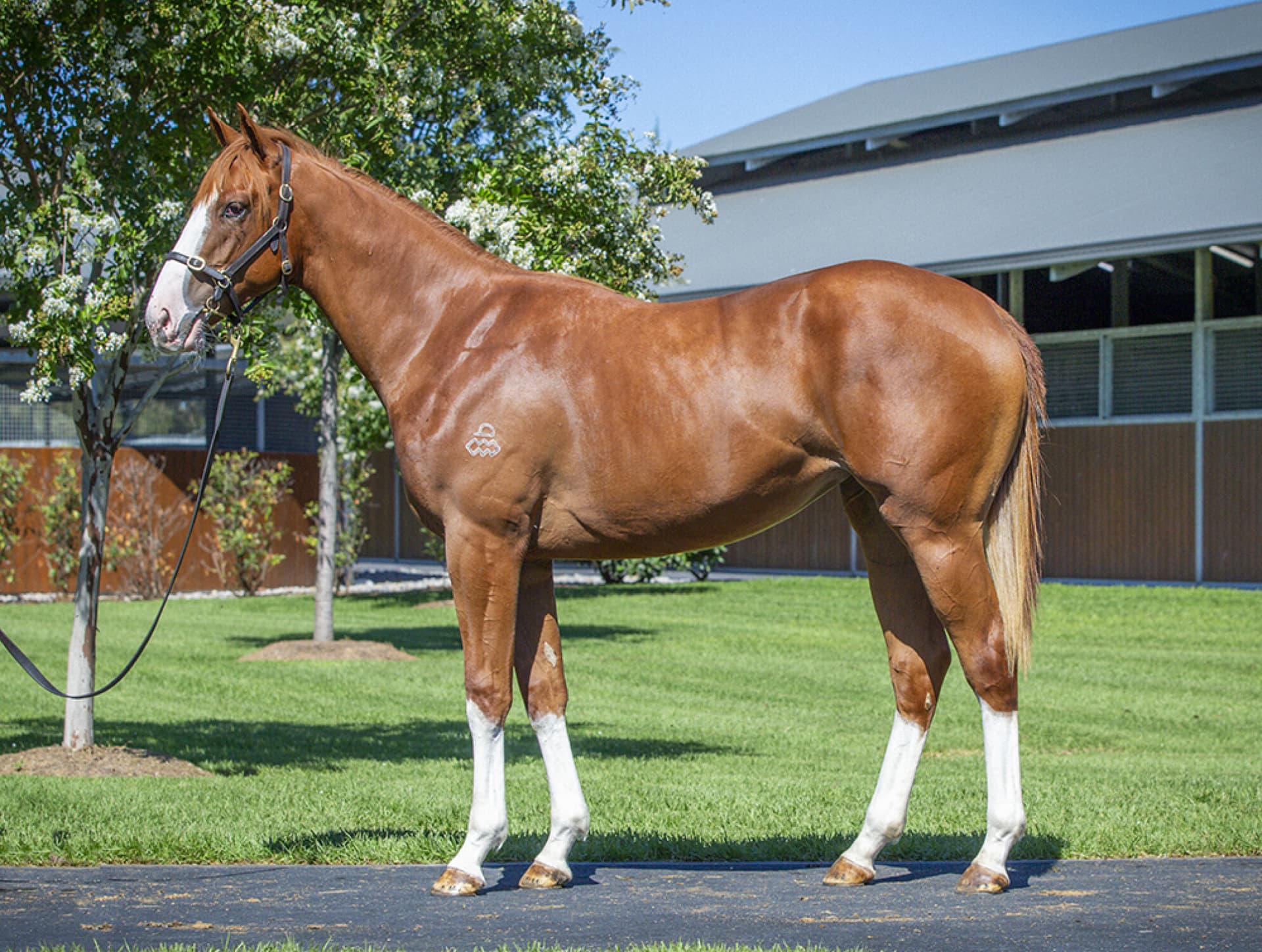 Hong Kong Jockey Club Buys Lots 246 and 618 for AU$440,000