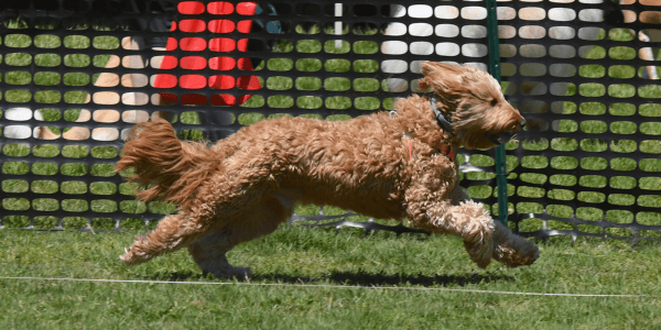 Westport Dog Fest draws thousands, showcases athletic dogs and adoptions