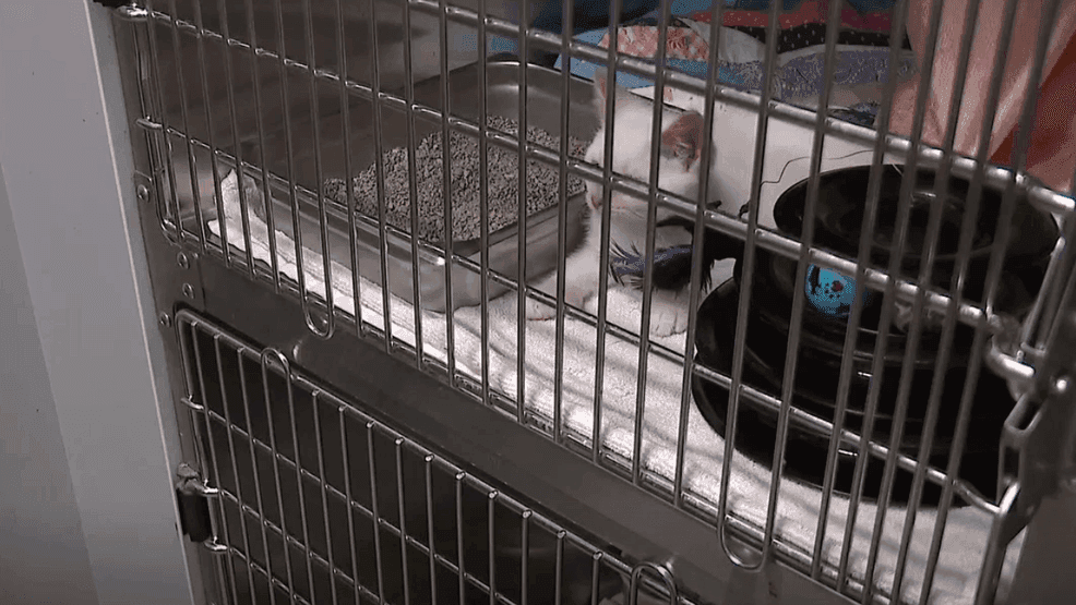 Norway Savings Bank branches in Brunswick, Topsham host Midcoast Humane drive