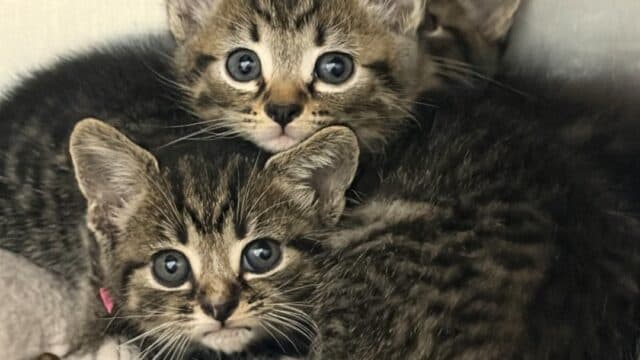 Furkids rescues more than 40 kittens from euthanasia risk