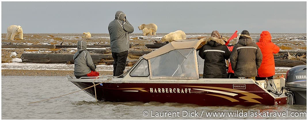 Kaktovik Polar Bear Boat Tours Return After Six-Year Pause