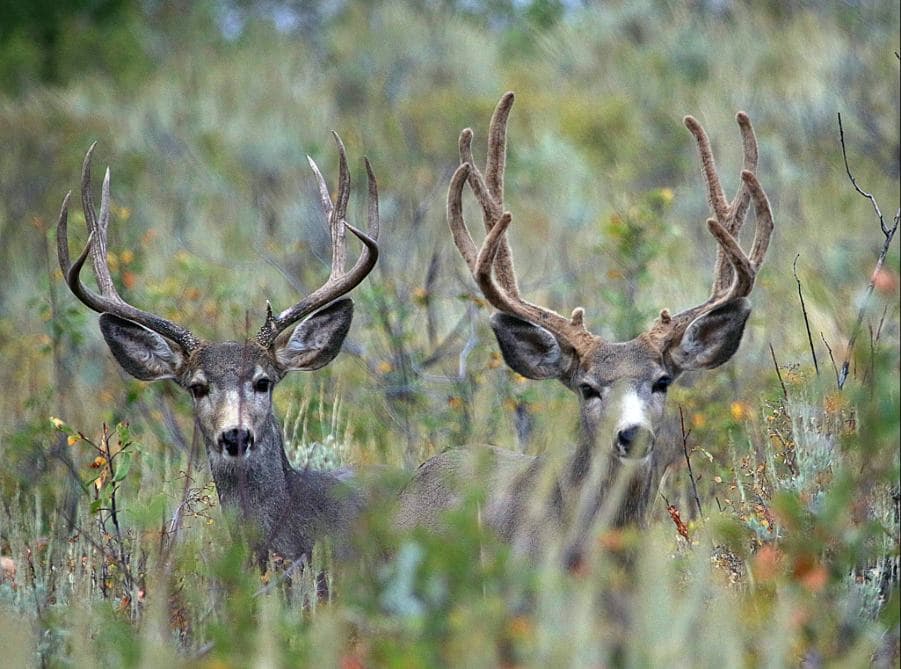 Utah funds La Sal Mountains habitat restoration project in Grand County