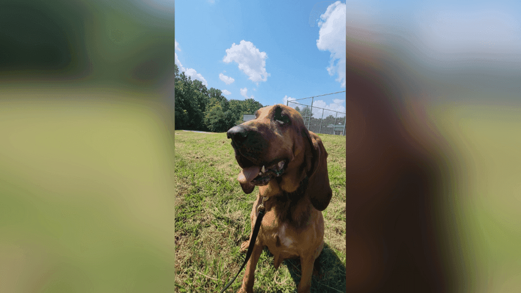 PGPD Cpl. Carter and Bloodhound Beau Earn International K-9 Certification