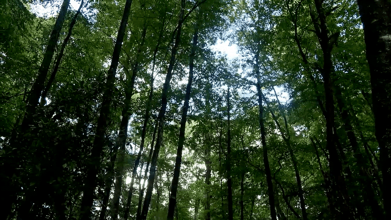 Blue Ghost Firefly Tours Return to Pisgah, Tickets on Sale April 6