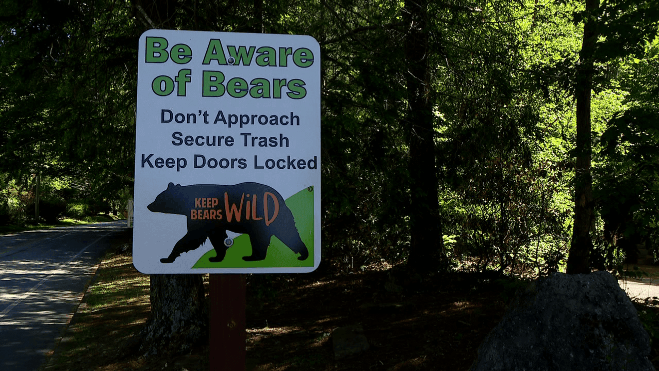 Six black bears euthanized after home break-ins in Buncombe County