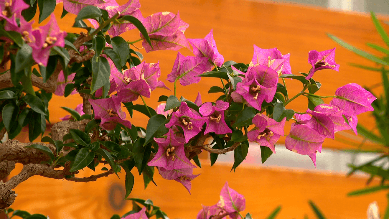 North Carolina Arboretum Kicks Off Spring Bonsai Season With Public Demonstrations