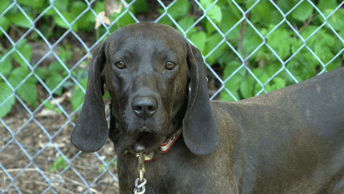 PlottFest returns to Maggie Valley, celebrating North Carolina's state dog