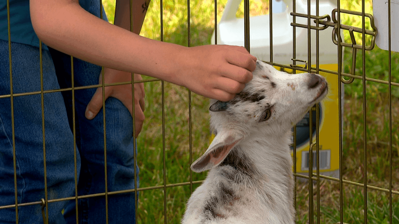 Animal Haven of Asheville launches shoe drive for animals, global aid