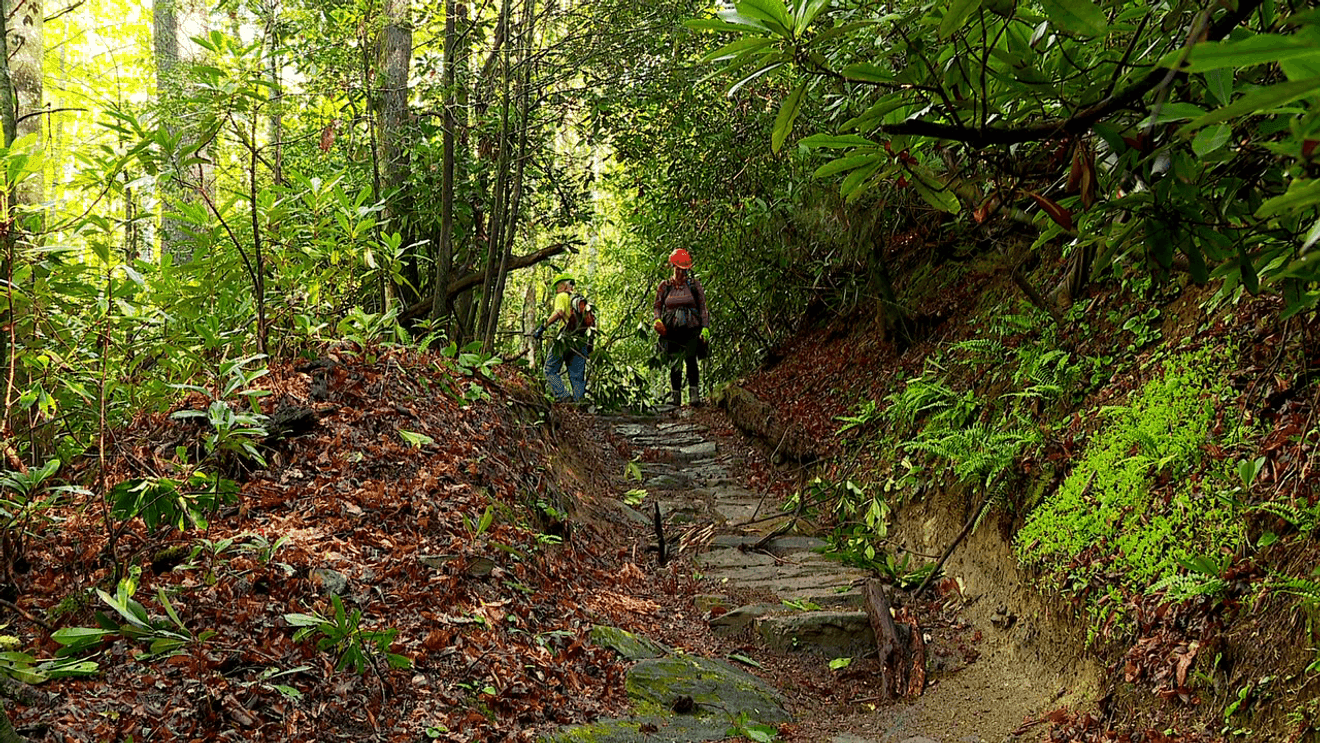 Pisgah Conservancy Wins $8 Million Grant for Helene Forest Recovery Work