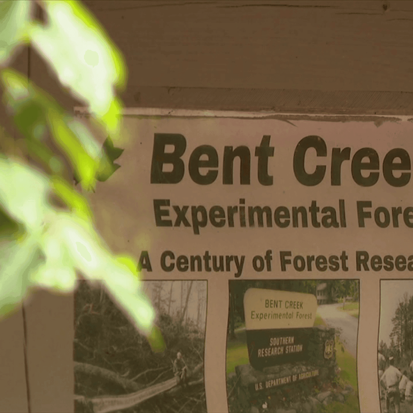 Western North Carolina forest research sites spared from federal cuts