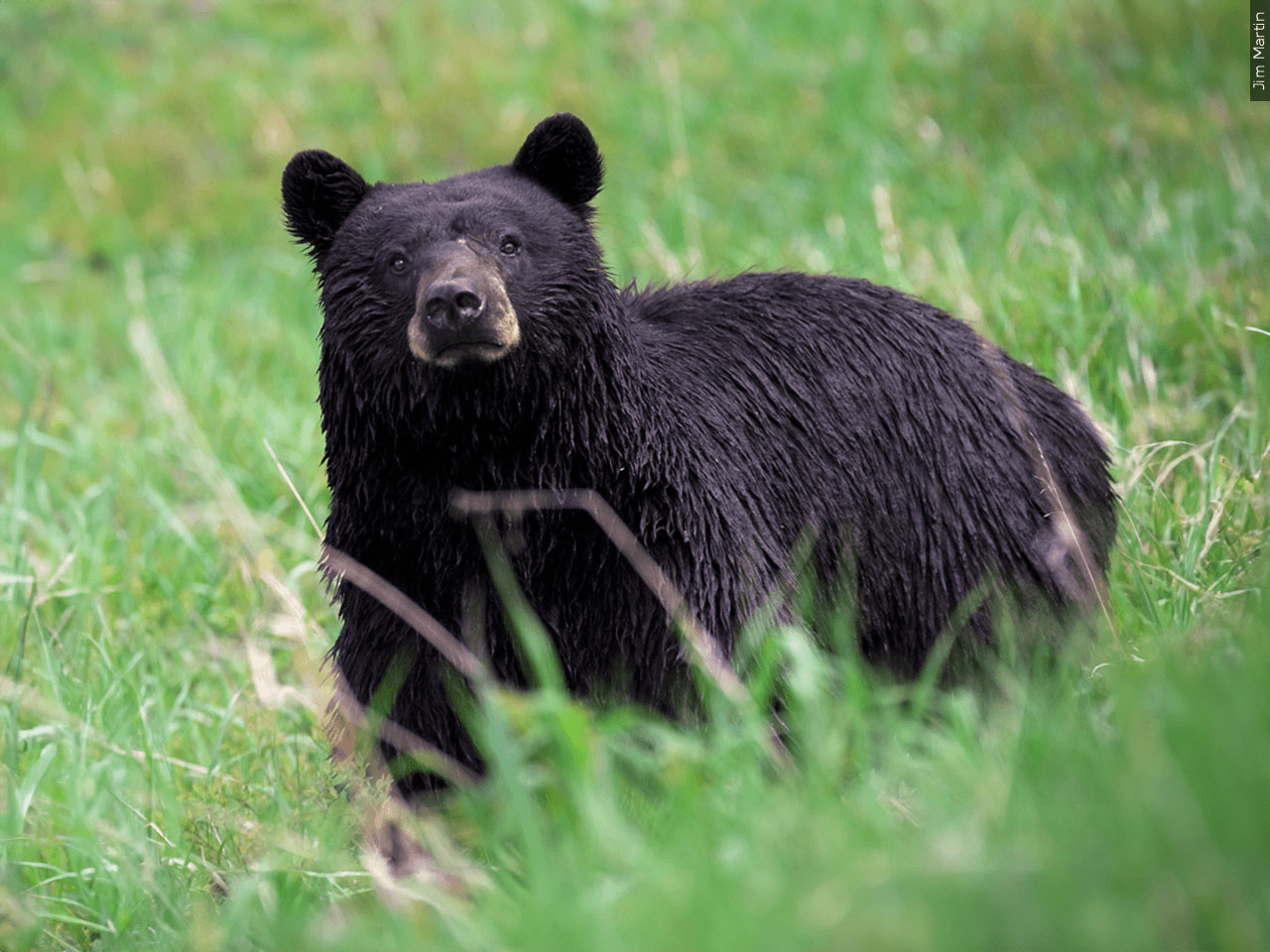Kimball warns residents after large bear seen raiding trash bins